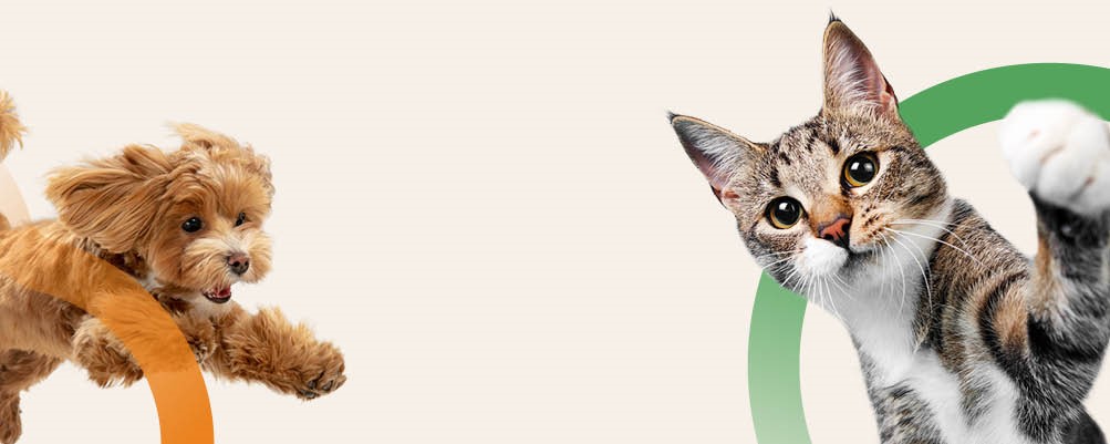 Domestic Animal Management Plan (DAMP) | Participate Hobsons Bay